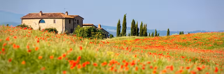 Rotes Italien - Mohnblumen in der Toskana